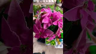 Pink poinsettia poinsettias poinsettia trending viralshort viralreels viralvideo viralshorts [upl. by Lyrac]