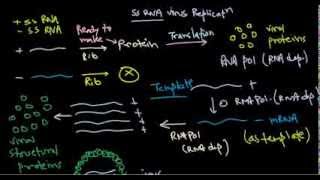 8 Replication of positive stranded RNA virus [upl. by Rayshell]