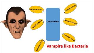 Bacteria behave like vampire [upl. by Fasto]