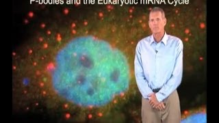 Roy Parker U Colorado BoulderHHMI Part 2 Pbodies and the mRNA Cycle [upl. by Rebmik]