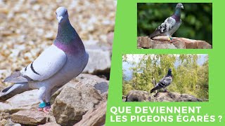 Que deviennent les pigeons égarés [upl. by Hett939]