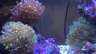 Frogspawn Coral Flow [upl. by Novhaj]