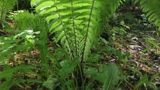 Matteuccia struthiopteris Ostrich Fern Helecho [upl. by Kary]