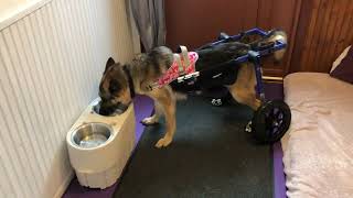 Reign the PARALYZED GERMAN SHEPHERD EATS BREAKFAST ON WHEELCHAIR IVDD dog diary Sept 3rd 2024 [upl. by Byler]