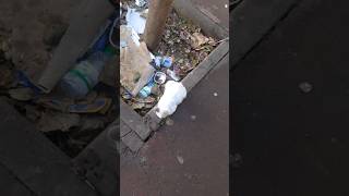 Chat blanc errant assis sur un trottoir [upl. by Radferd]