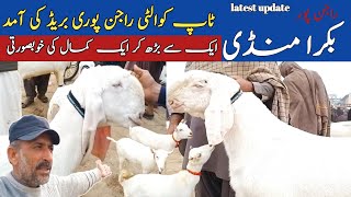 Bakra mandi 2024 Rajanpur [upl. by Ezekiel]