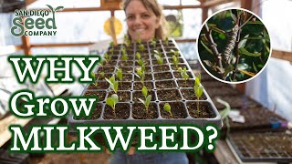 Is Your Milkweed Not Germinating My Insights for Seed Starting Cold Stratification amp Care [upl. by Ettesel579]