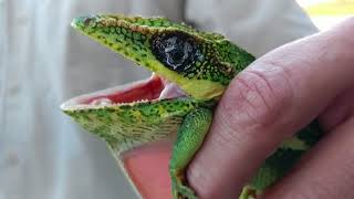 Cuban Knight Anole facts [upl. by Tteltrab876]