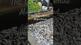 The Oxygen Machine Malfunctioned amp All the Fish Had Died fish fishfarming died [upl. by Hirza687]