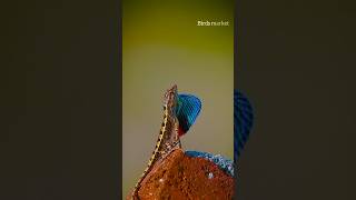 Fan throated Lizard male [upl. by Odnanref]