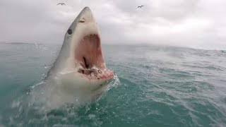 Great White Shark Bites Surfer in Half  Ben Linden [upl. by Naitsirc]