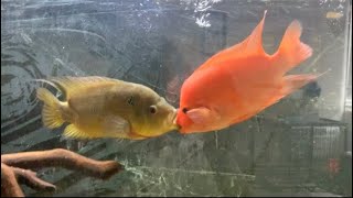 Red devil Cichlid Vs Trimac Cichlid [upl. by Assetan]