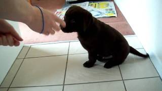 Dexter Chocolate labrador 8 weeks old [upl. by Ffej390]