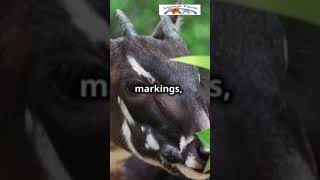 The quotAsian Unicornquot Meet Amazing Saola WildlifeConservation RareAnimals Saola AnimalFacts100 [upl. by Amabelle392]