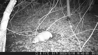 Japanese Raccoon Dogs Prowl around the Badgers’ Sett at Rainy and Sleety Night in Early Winter [upl. by Emor]