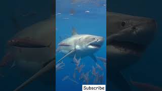 Shark vs killer whale 😱who dominates shark ocean viralshort [upl. by Marwin]