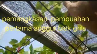 pemangkasan longuntuk anggur blek grlsKebonanggurrumahan [upl. by Euqimod]