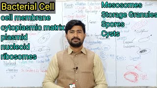 65 Structure Present in Bacteria and their Functions Fsc Biology class 11 [upl. by Fisch842]