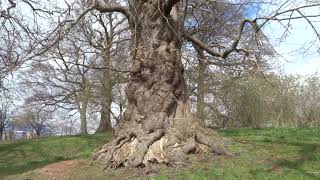 Large old tree near Flintshire County Hall Council Offices Mold Flintshire Wales 6422 [upl. by Marita]