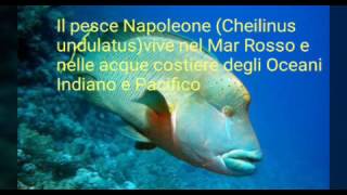 Il pesce Napoleone Cheilinus undulatus [upl. by Sparhawk]