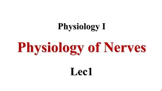 Physiology Of Nerve Lec1 Physiology I [upl. by Ahtelahs182]