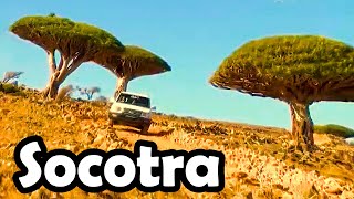 Socotra island Yemen – short documentary and travel tips [upl. by Adnamra]