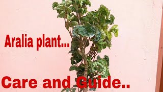 Aralia plant  How to care aralia plant care aralia plant [upl. by Sivat]