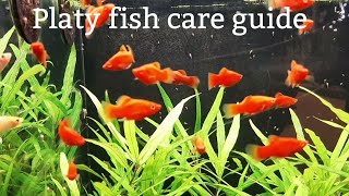 Platy fish care guide Feedingbreedingtank mates [upl. by Erland]