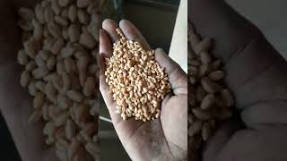 Seed Processing Plant Agro Asian Industries Ambala [upl. by Tubb]