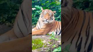 Malayan Tiger  Singapore Zoo [upl. by Areit]