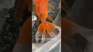 Goldfish Treatment💊💉 ytshorts aquarium goldfish fish pets animals petlover [upl. by Winstonn201]