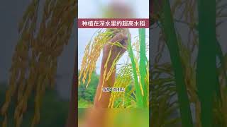 种植在深水里的超高水稻，实现禾下乘凉梦 [upl. by Eirellav573]