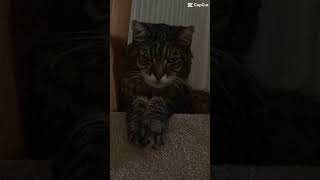 I think my nans cat is possessed [upl. by Temhem]