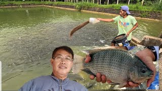 TILAPIA FARMING IN PONDS5TH CROPPING EPISODE 1 [upl. by Lenoyl]