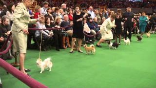 2011 Westminster kennel Club Chihuahua quot Knight quot [upl. by Prakash279]