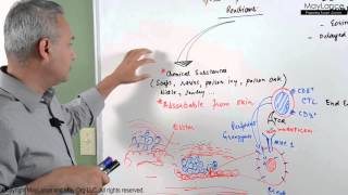 Immunology Lecture 16  Type IV Hypersensitivity Reactions [upl. by Yrrah]