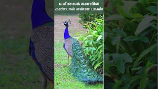 மயிலைக் கனவில் கண்டால் என்ன பலன்  Mayilai Kanavil Kandal Enna Palan  Digital Naveen [upl. by Hulbig]