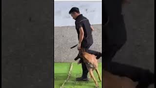 Belgian malinois training [upl. by Odetta]