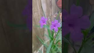 CHANDA CHAMKE CHAM CHAM 🤗 song viralvideo nature gardening flowers [upl. by Magnien820]