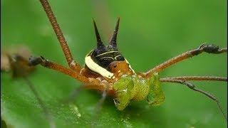 Pretty Harvestman from Ecuador [upl. by Darcy]