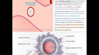 EMBRIOLOGIA  DESARROLLO EMBRIONARIO PRIMERA SEMANA  PART 2 [upl. by Wynny782]