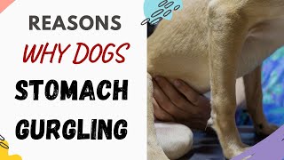 Why Is My Dog Stomach Gurgling Reasons Answered and Explained [upl. by Nerua102]