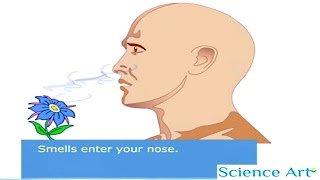 How Your Nose Works Animation  Sense Of Smell Video  How Do Humans Detect Odors  Olfactory System [upl. by Fricke877]