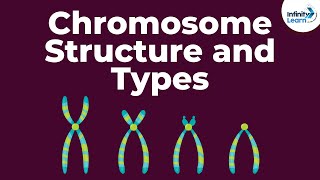 Genetics  Chromosome Structure and Types  Lesson 18  Dont Memorise [upl. by Ehman]