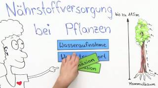 Nährstoffversorgung bei Pflanzen – Kohäsion und Adhäsion  Biologie  Stoffwechselbiologie [upl. by Karena]