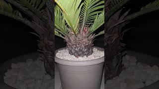 Cycas revoluta Palmfarn [upl. by Atsira]