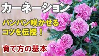 カーネーションの育て方 鉢植えでもらったら長持ちさせて秋にも花を咲かせるテクニック [upl. by Amhser500]