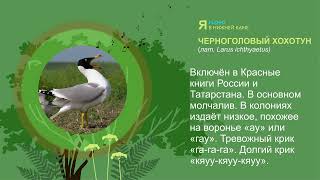 Черноголовый хохотун Larus ichthyaetus  голос [upl. by Underwood]