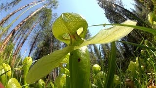 Predatory Plants Lure of the Cobra Lily [upl. by Ringler]