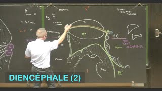 Anatomie du diencéphale 2 Neuroanatomie 7 [upl. by Anaert639]